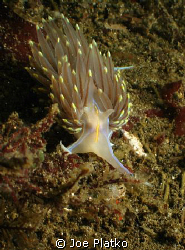 one of the countless hermissenda nudibranchs we found dur... by Joe Platko 